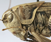 CollectionObject 1571854; 0374b83d-bc60-4086-b73b-46a2a56e35f6, MNHN-EO-ENSIF825: female pronotum lateral (syntype). (CollectionObject).
