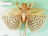 CollectionObject 1500176; 923a97bf-b74e-4660-9daf-5bf4df9fd112, MfN 3042: female, dorsal view (holotype). (CollectionObject).