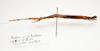 CollectionObject 1595837; 69c9f47b-4b25-4afe-b6ea-ed670bd62ecf: copyright LKCNH Singapore. female, lateral view (paratype). (CollectionObject).;CollectionObject 1595838; d0360f50-72f5-4e29-9303-e290158de26d: copyright LKCNH Singapore. female, lateral view (paratype). (CollectionObject).