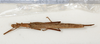 CollectionObject 1559835; NMW 234, a19328d3-4c53-4eff-8aae-6068598dbb49: copyright, NMW Vienna. female, dorsal view (holotype). (CollectionObject).