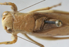CollectionObject 1537829; d925beb5-408c-4a14-a023-d289b24fcab8: male, dorsal view (holotype). (CollectionObject).
