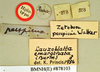 Lanxoblatta emarginata (Burmeister, 1838): Holotype, male, labels. BMNH(E)#878103. (Otu).