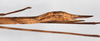 CollectionObject 1562689; 3bbbe859-9664-4566-ad6e-06c649b7a7b9: copyright QM. female: end of abdomen, lateral view (holotype). (CollectionObject).
