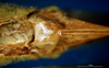 CollectionObject 1501994; f10810ff-d08c-49a0-9218-7a060ebb6164: female subgenital plate (allotype of Conocephalus dilatatus). (CollectionObject).