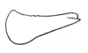 Abracris dilecta Walker, 1870: Fig. 2F. male left cercus, lateral view. (Otu).