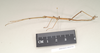 CollectionObject 1558355; NHMUK(SF IMPORT DUPLICATE) 844530, 3d56d04a-b0f9-4ef5-849f-9caed3e2a418: copyright Natural History Museum, London. male of synonym Diapheromera sayi, lateral view (syntype). (CollectionObject).