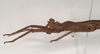 Pylaemenes borneensis (Bragg, 1998): copyright Natural History Museum, London. male: head and thorax, lateral view (paratype). (Otu).