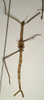 CollectionObject 1558196; NMW 870', 787d3214-f896-4873-bd40-ec55b1b742fc: copyright NMW, Vienna. female of synonym Acrophylla phyllocerca (paralectotype). (CollectionObject).