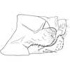 Pygofer, lateral view on Anufrievia symmetrica Yang & Zhang, 2018: Pygofer, lateral view. (Observation).