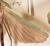 CollectionObject 1560538; 4b044015-c34f-4d17-a01d-a66c7f2b4151: copyright OUMNH. male wings (holotype). (CollectionObject).