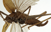 CollectionObject 1529742; a22641c3-3f9a-42f4-a003-9a1002a6bccd: female, lateral view (syntype). (CollectionObject).
