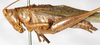 CollectionObject 1505642; NMW 12723, 062d6ad8-65a7-4473-8b7f-c8c66eeeed27: male, lateral view (syntype). (CollectionObject).