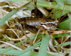 Antaxius (Chopardius) sorrezensis (Marquet, 1877): male. (Otu).