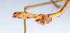 CollectionObject 1557628; 92111e04-b433-4eac-86a8-d1390c92f845: copyright ZMUH, Hamburg. male: end of abdomen, ventral view (paralectotype). (CollectionObject).;CollectionObject 1557629; 7ac444f1-f503-4526-87e8-7f2a95f9261b: copyright ZMUH, Hamburg. male: end of abdomen, ventral view (paralectotype). (CollectionObject).