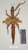 CollectionObject 1559739; 5af4de94-1acf-4d4e-8592-187154a1ab36: copyright Natural History Museum, London. female of Platycrania alpheus (paralectotype). (CollectionObject).;CollectionObject 1559740; 15a8e9e2-4bb7-4d24-a7ee-06bf976abf6a: copyright Natural History Museum, London. female of Platycrania alpheus (paralectotype). (CollectionObject).