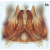 Subgenital plate, ventral view on Bretega declispiverpa Stiller, 2017: Pygofer ventral appendages, ventral view. (Observation).