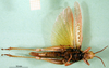 CollectionObject 1501643; 80366882-e7c4-4365-b52a-f2c4c45ac569, DORSA BA000119S01: female, ventral view (holotype of Anthermus kirschsteini). (CollectionObject).