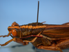 CollectionObject 1513129; 528bf7a3-2fb2-409d-872b-2198844d70df, MLP0058/1: male pronotum, dorso-lateral view (holotype). (CollectionObject).