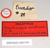 CollectionObject 1563955; NHMUK(SF IMPORT DUPLICATE) 845340, 43648258-ae23-4f70-a67c-0b82e003100b: copyright Natural History Museum, London. male, data labels (holotype). (CollectionObject).