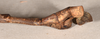 CollectionObject 1562320; 512ec891-ed0b-40be-a603-57135b9564e5: copyright OUMNH. male: end of abdomen, ventral view of Acrophylla enceladus (syntype). (CollectionObject).;CollectionObject 1562321; a0fe8cae-f149-464f-8193-36e5eba2400e: copyright OUMNH. male: end of abdomen, ventral view of Acrophylla enceladus (syntype). (CollectionObject).