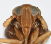 Head on Delphacodes lividus Beamer, 1948: (Observation).