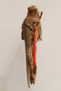 CollectionObject 1591328; a0513e0b-8445-4ea0-9d3d-9b160d31432f: female, dorsal view (paratype of Heliopteryx satunini). (CollectionObject).