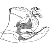 Pygofer, lateral view on Ajika nana Dworakowska, 1979: Pygofer, lateral view. (Observation).