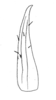 Ceuthophilus (Ceuthophilus) utahensis Thomas, 1876: Fig. 271. subdistal cephalic spur of caudal tibia. (Otu).