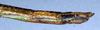 CollectionObject 1559098; NMW 218, 91e0d291-17fa-4ede-9a7d-7e8137449ae7: copyright NMW, Vienna. female: end of abdomen, lateral view (holotype). (CollectionObject).