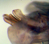 CollectionObject 1537805; accae54a-d8bb-4979-88d1-d6ed859e7ad2: male Phallus lateral view (paratype). (CollectionObject).