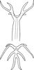 Aedeagus, ventral view on Edwardsiana lethierryi (Edwards, 1881): Aedeagus, ventral view. (Observation).