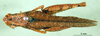 CollectionObject 1502283; 33e10c1a-55f0-4666-9ee0-c49e95e555cf: female, dorsal view (paratype). (CollectionObject).