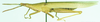 Atractomorpha acutipennis acutipennis (Guérin-Méneville, 1844): lateral view. (Otu).