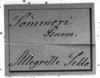 CollectionObject 1575374; 8793afd4-047f-4a3a-810d-46b661160fb1: Image Carbonell, C.S. male labels (Ommexecha sommeri). (CollectionObject).