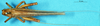 CollectionObject 1507151; 53ea6541-aeff-4d23-bff0-2cc50567b7df: male, dorsal view. (CollectionObject).