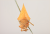 Head: !! display not done !! on Archasia auriculata (Fitch, 1851): (Observation).