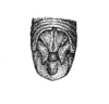 Conalcaea huachucana huachucana Rehn, 1907: Fig. 7. male abdomen tip, dorsal view. (Otu).