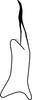 Stylus: !! display not done !! on Maiestas viraktamathi Zahniser, McKamey & Dmitriev, 2012: Stylus. (Observation).