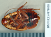 Dryadoblatta scotti (Shelford, 1912): Holotype, male, ventral. BMNH(E)#878058. (Otu).