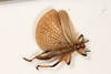 CollectionObject 2602181; 6e5c7ae2-6b2d-4749-83bf-67cc330e0a3d: male, dorsal view (syntype). (CollectionObject).