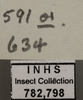 Other on Arocephalus (Ariellus) punctum (Flor, 1861): Labels. (Observation).