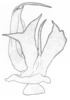 Aedeagus, dorsal view: !! display not done !! on Xenoliarus placitus (Van Duzee, 1912): (Observation).