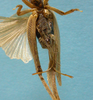 Aphonomorphus (Aphonomorphus) parvus Piza, 1968: female, apex of the abdomen ventral view (syntype). (Otu).