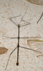 CollectionObject 1559446; bf98a1da-042d-4a2b-a1b1-b039e95eff5b: copyright MVMA, Melbourne. male of Lonchodes geniculatus (holotype). (CollectionObject).