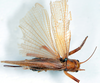CollectionObject 1505585; 13a0af7f-2aa3-4dc0-8acd-b2b692019c4f: female, dorsal view (holotype). (CollectionObject).
