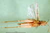 CollectionObject 1502058; 1618e539-71d5-4628-a14d-3b18cac940a2: female, ventral view (allotype). (CollectionObject).
