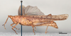 CollectionObject 1578619; 6df25dbb-c158-4223-989d-624776962e2d: female, lateral view (paralectotype). (CollectionObject).
