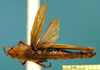 CollectionObject 1521408; f525e81a-1efe-4ec5-ae26-8cff078113a7: female, dorsal view (holotype of Chorthippus xerophilus). (CollectionObject).
