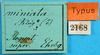 Truxalis nasuta (Linnaeus, 1758): labels (holotype of Truxalis miniata). (Otu).