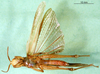 CollectionObject 1581462; 15934e76-15fa-4485-acd2-bb6adccd1ff9, DORSA BA000538S01: male, ventral view (paralectotype). (CollectionObject).
